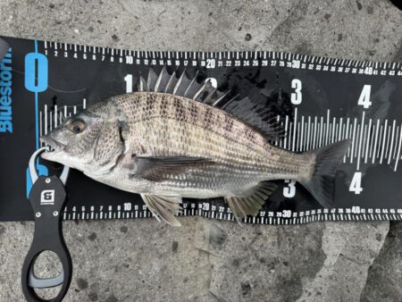 中海チニング釣行