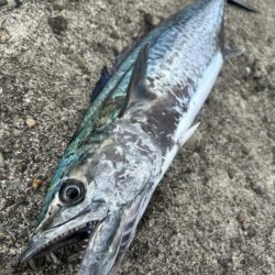 大荒れ前にサゴシ77cm！