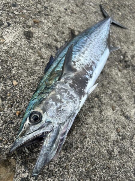 大荒れ前にサゴシ77cm！