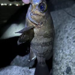 2026.No.8 ライトゲーム