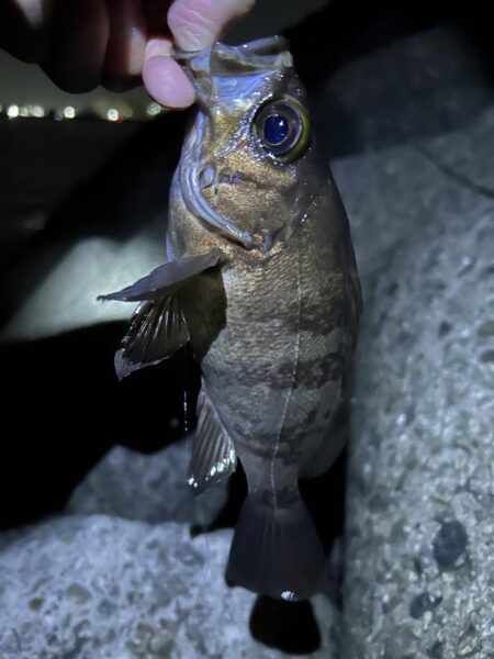 2026.No.8 ライトゲーム