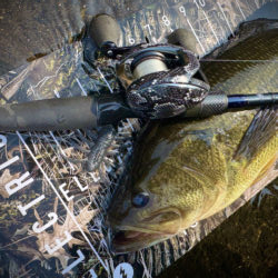 BOFU55のフリーリグがアツい！