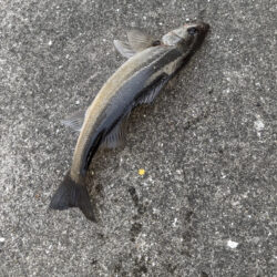 カタクチ乱舞でセイゴのアタリ多い