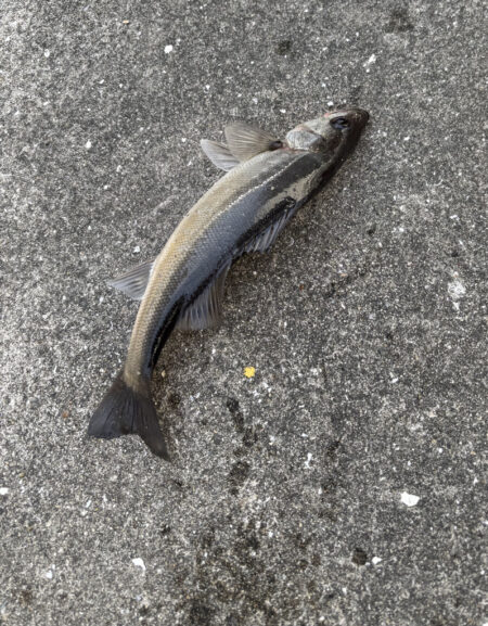 カタクチ乱舞でセイゴのアタリ多い