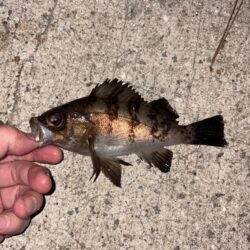 アジを求めて。