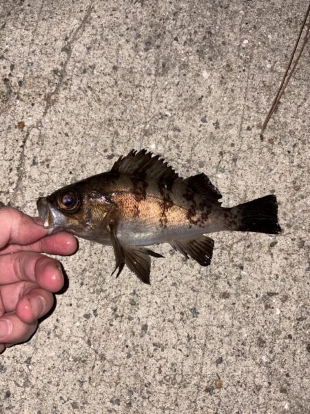 アジを求めて。