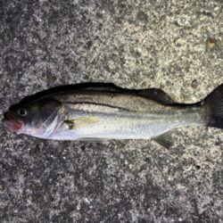 初バチシーバス