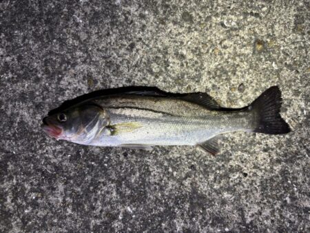 初バチシーバス