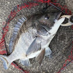 ヘチってきました