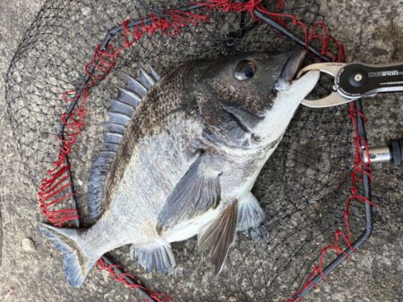 ヘチってきました