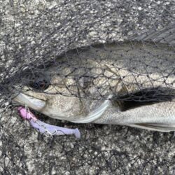 シーバス50cm群れ