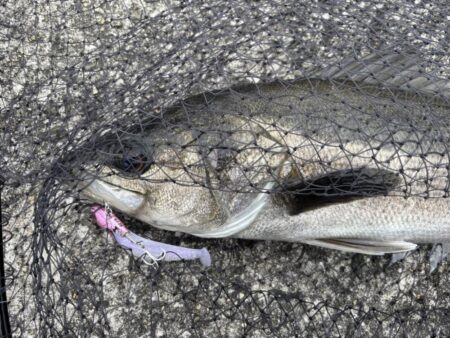 シーバス50cm群れ