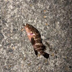 劇シブアジング