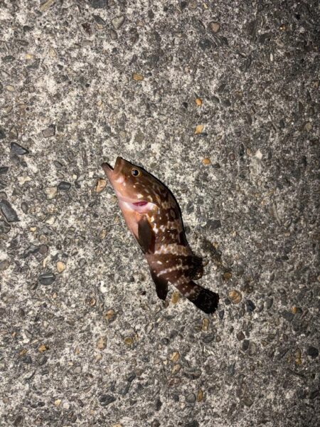 劇シブアジング