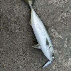 ヒイカ　　コズクラ