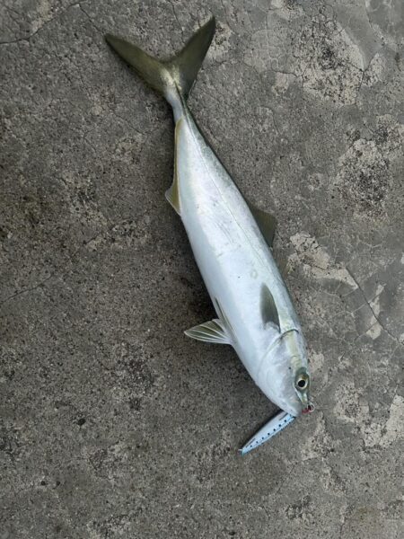 ヒイカ　　コズクラ