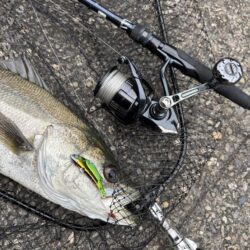 シーバスとチヌ春の釣り