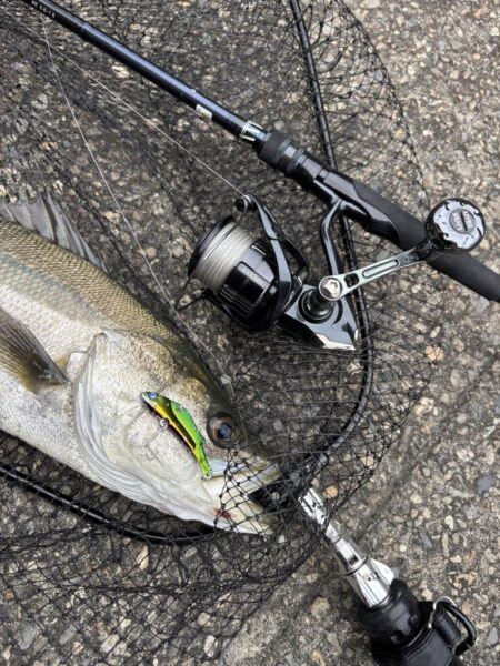 シーバスとチヌ春の釣り