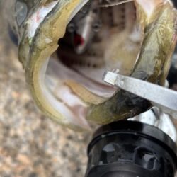 2026新年度1匹目シーバス