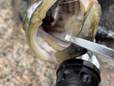 2026新年度1匹目シーバス