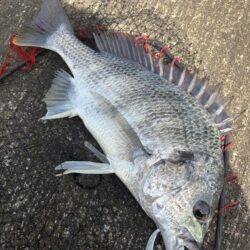 ヘチって来ました