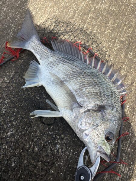 ヘチって来ました