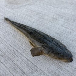 ビギナーズラック