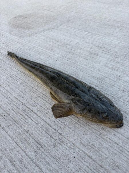 ビギナーズラック