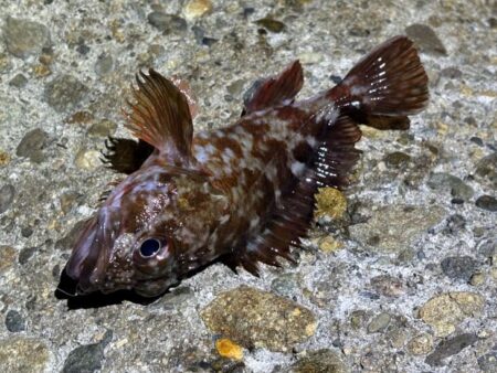 激渋のメバリング｜粘りに粘ってプラッキングでメバルゲット！