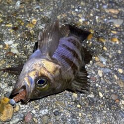 二見メバリング｜夕マヅメはライズで高活性！