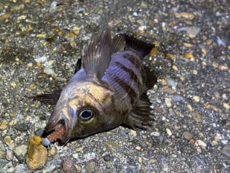 二見メバリング｜夕マヅメはライズで高活性！