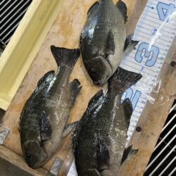 【波止グレ釣り】やっと数が出て来たよ～！