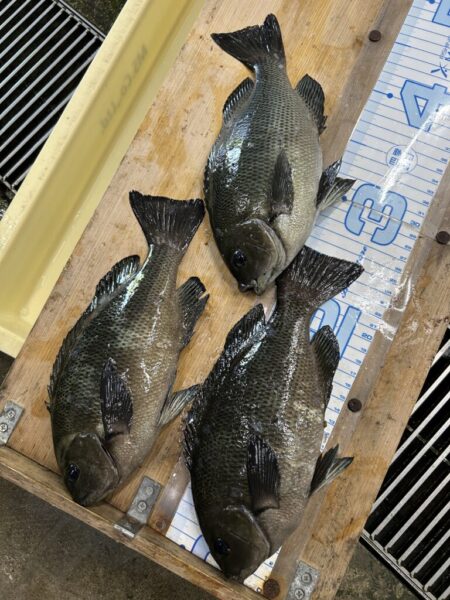 【波止グレ釣り】やっと数が出て来たよ～！