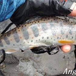 引原川本流、開幕。