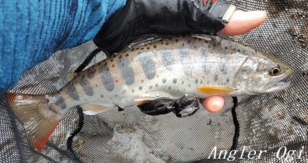 引原川本流、開幕。