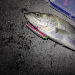 シーバス43cmを2匹