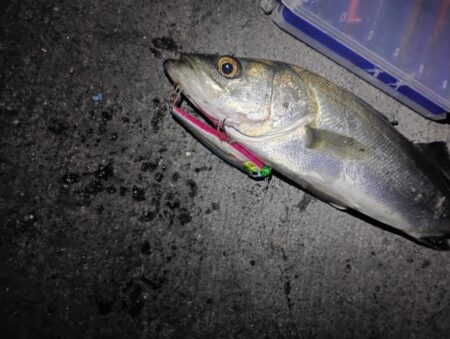 シーバス43cmを2匹