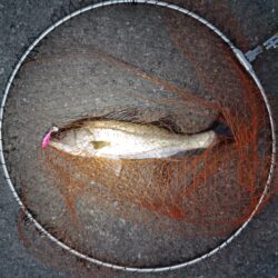 シーバス42cmと45cm