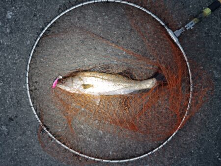 シーバス42cmと45cm