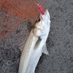 シーバス2匹（42cmと45cm）