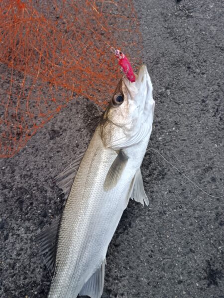 シーバス2匹（42cmと45cm）