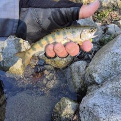 久しぶりの渓流へ