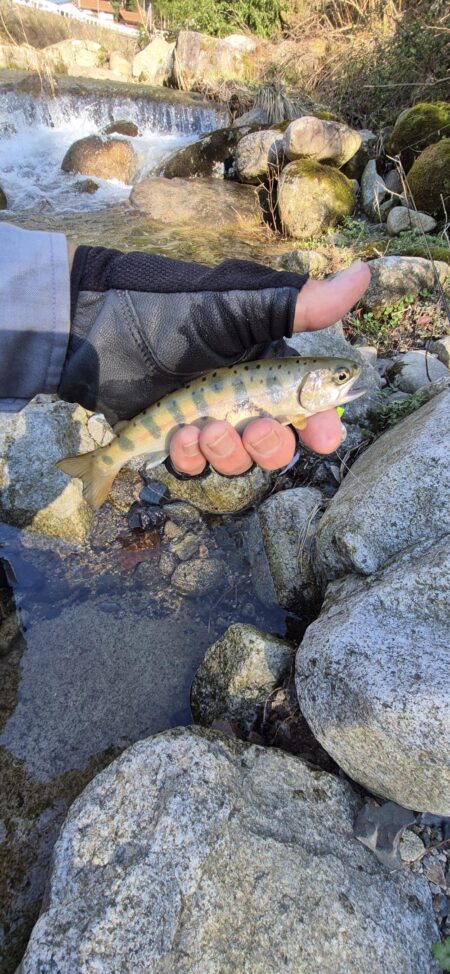 久しぶりの渓流へ