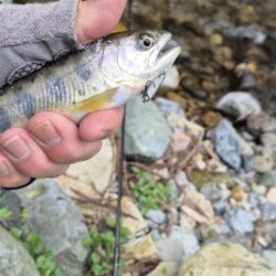 久しぶりのヤマメ
