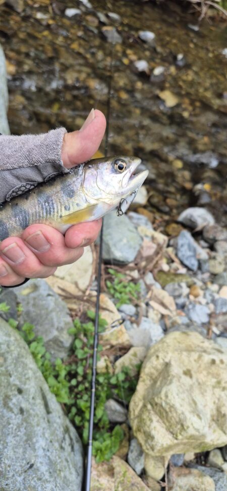 久しぶりのヤマメ