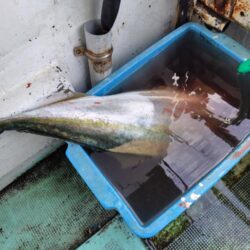 淡路島西側ジギング