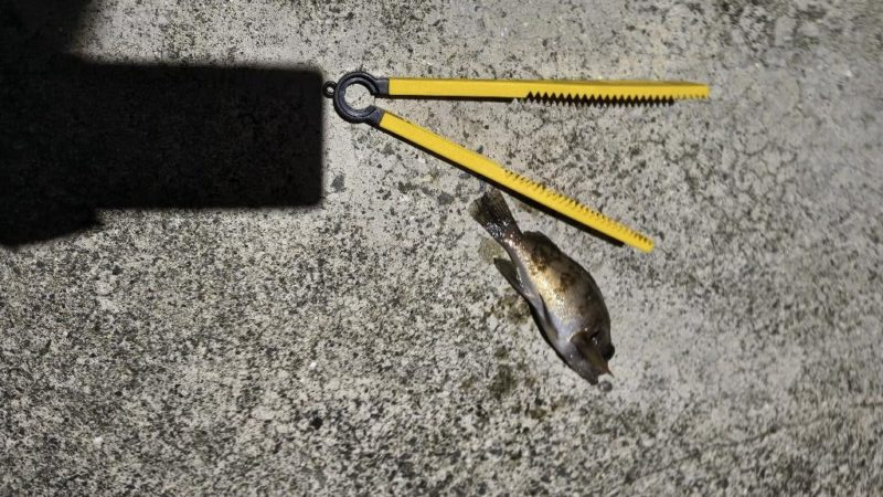 新釣法を極めん！