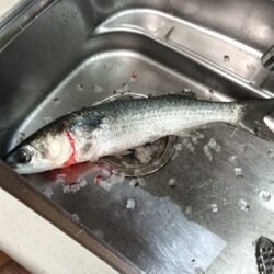 メバリングでまさかのドデカボーラ