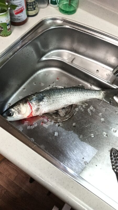 メバリングでまさかのドデカボーラ