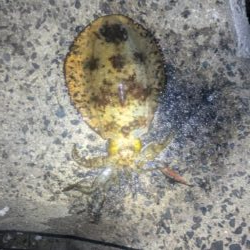 朝活でキロ超え2杯！最大1.3kgを筆頭に良型アオリ3連発